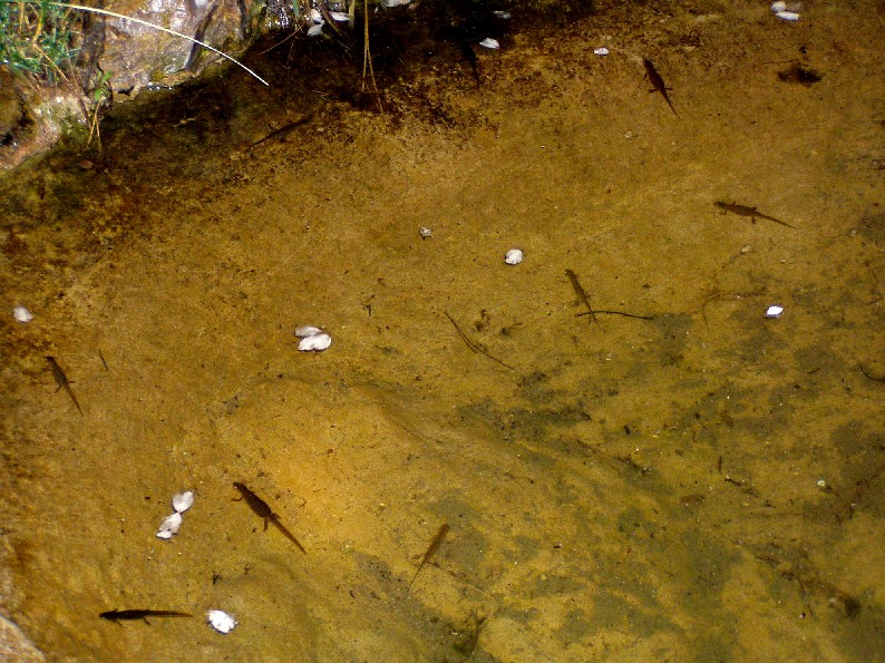 Il Laghetto del Centro di Entomologia - Piombino (LI)